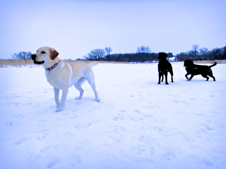 two large dogs in the snow near one another