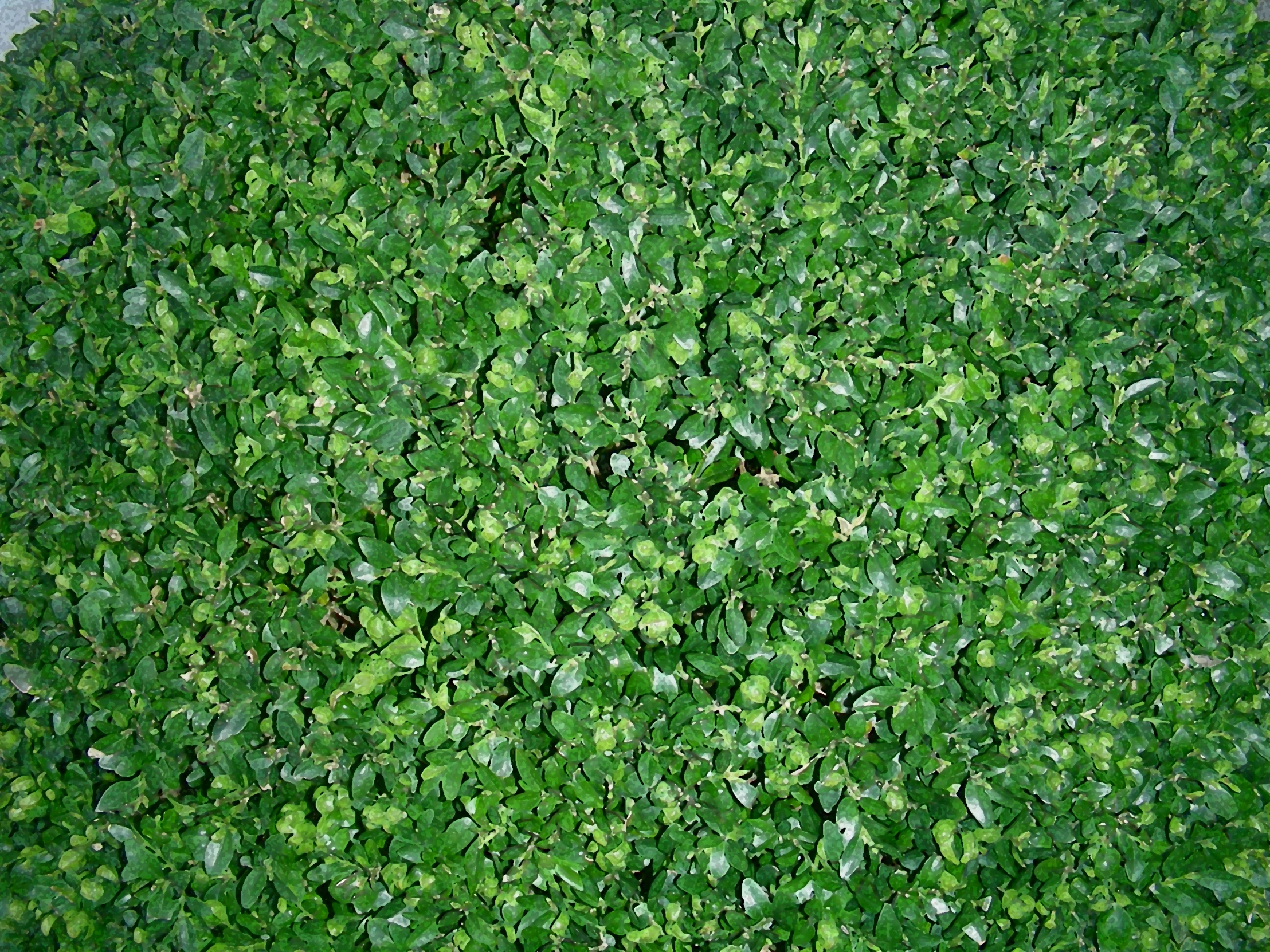 this is the image of an outside shrub