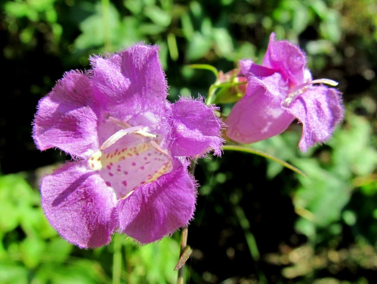 two very pretty pink flowers in a field