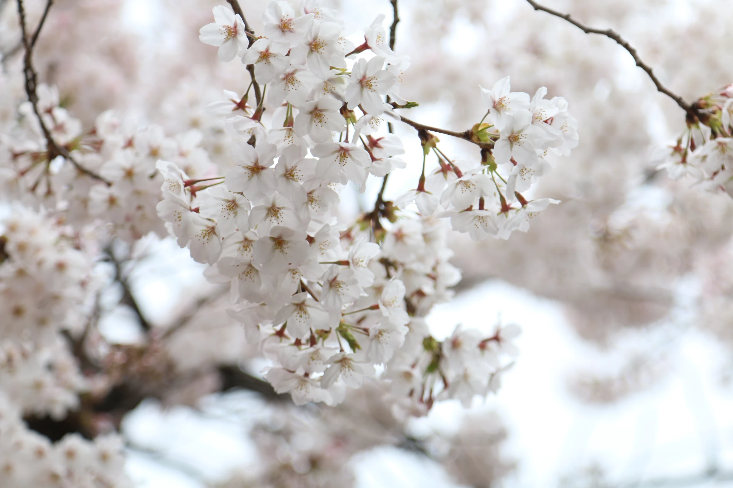 white and pink flowers are growing from a nch