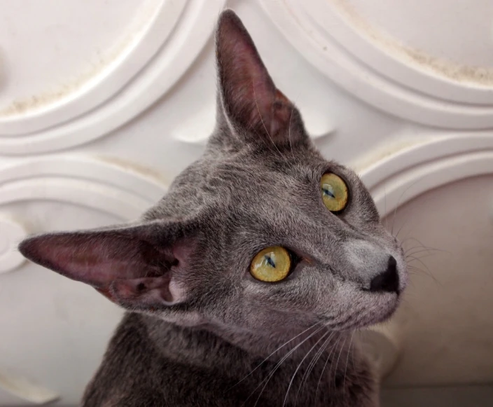 a grey cat with yellow eyes looking into the distance