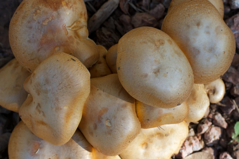 a group of mushrooms is shown close to the ground