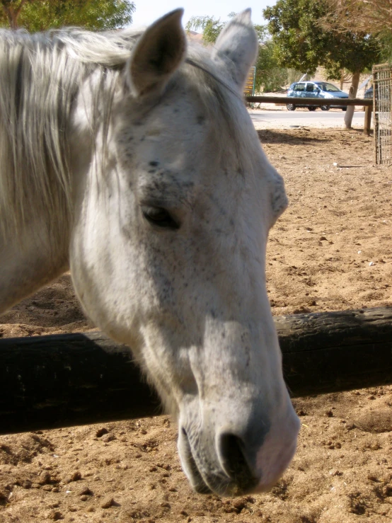 the horse is looking over a fence that is in the dirt