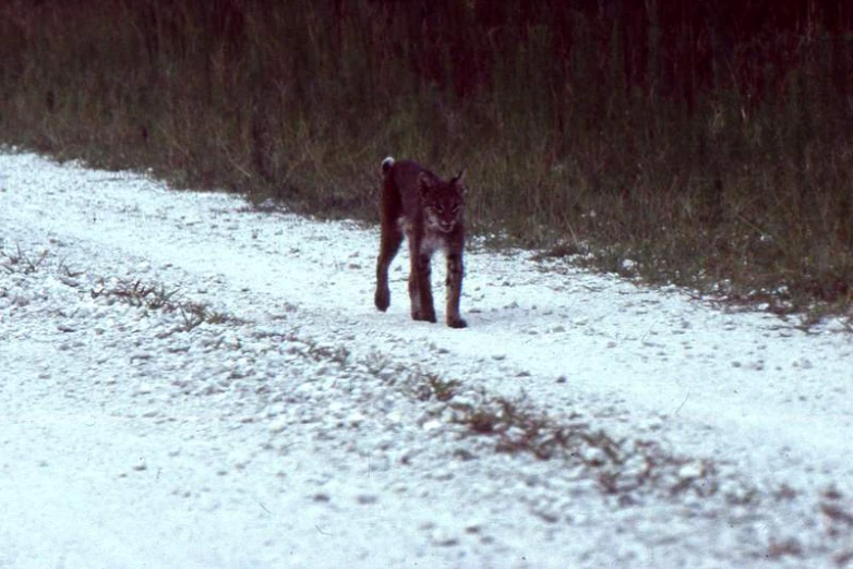 a small black cat walking down a snowy road