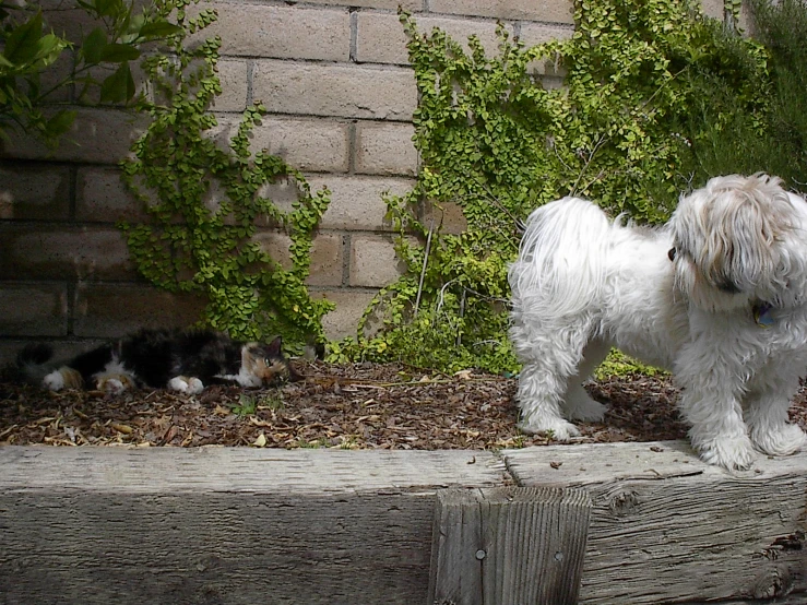 an adorable little white dog standing next to kittens