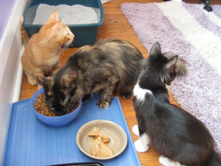 three cats eating from bowls on the floor