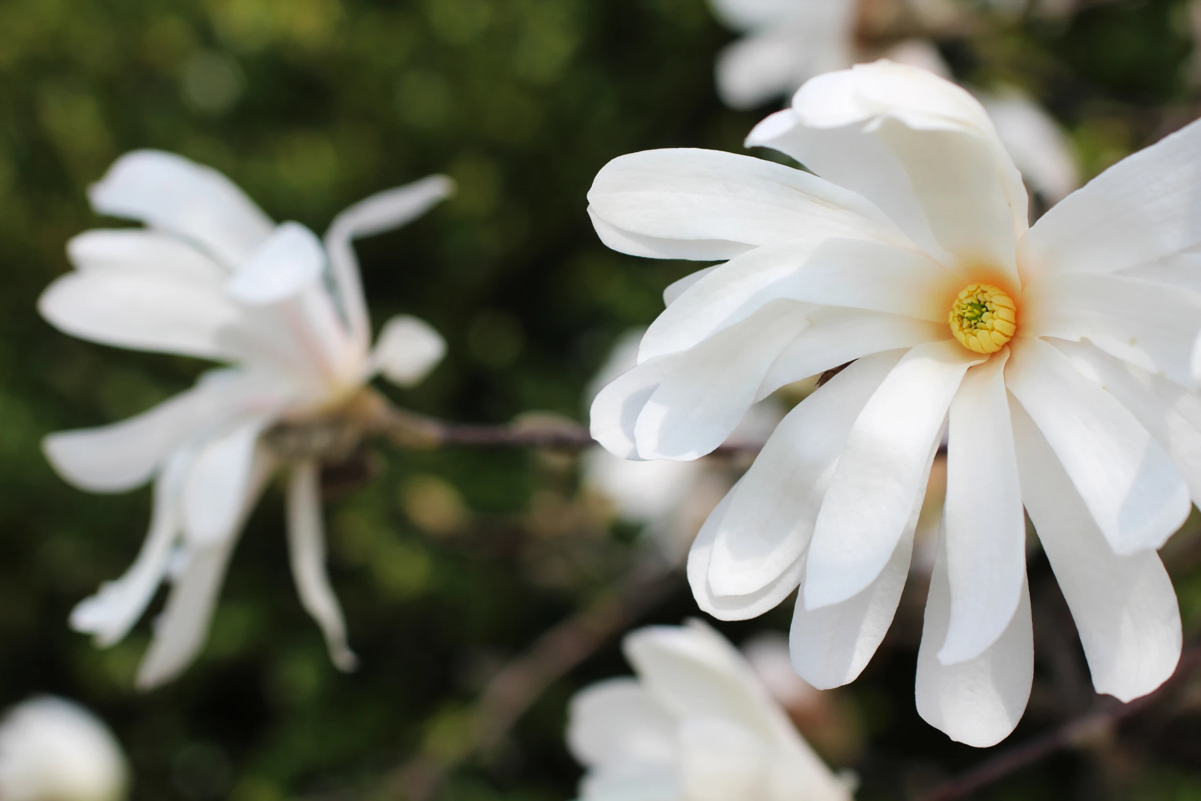 the large white flowers are in bloom