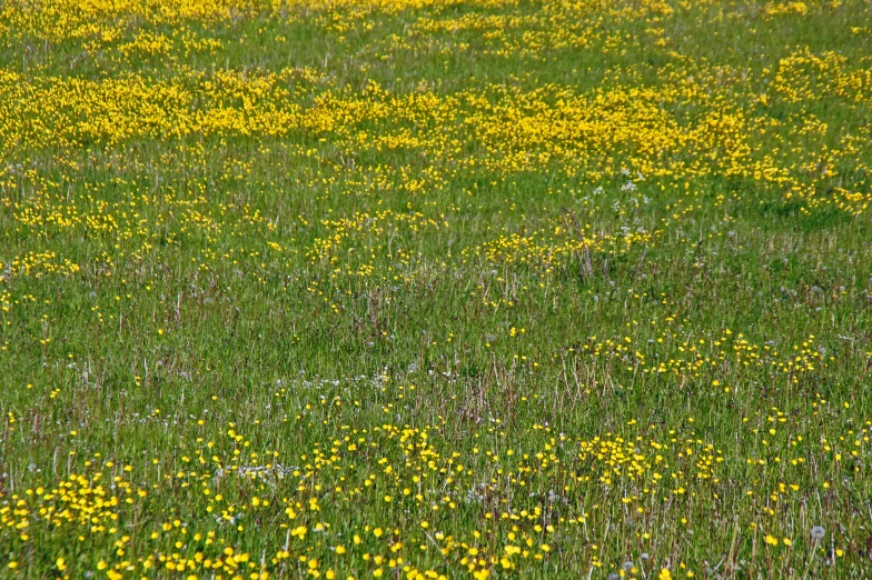 there is some yellow and white flowers in a field