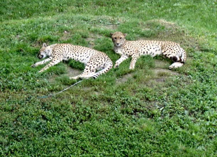 two cheetah cubs lounging in a grassy area