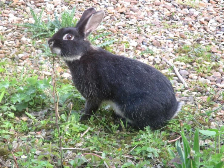 a black rabbit sitting in the grass staring ahead