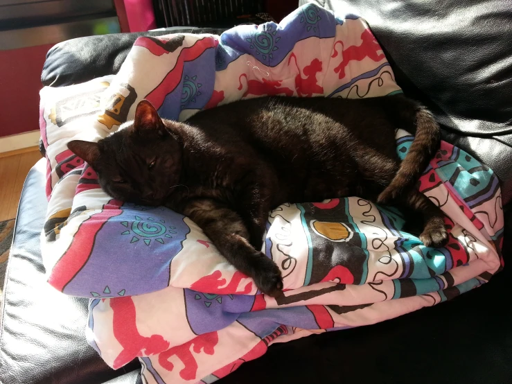 there is a cat that is lying down on top of a blanket