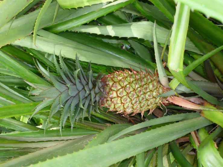 a pineapple is on the ground in the middle of several plants