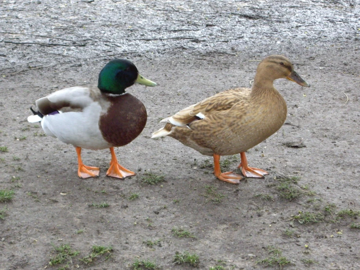 two brown and white ducks standing next to each other on the ground
