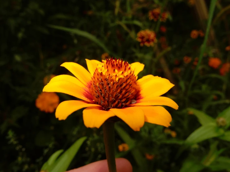 there is a sunflower with orange tips in the center