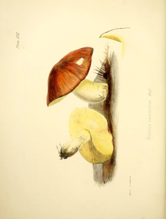 the painting shows some different types of mushroom