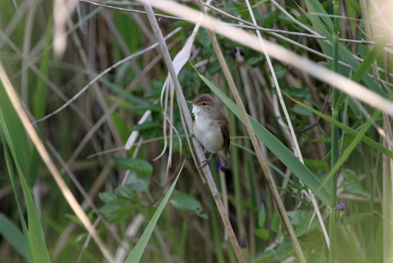 a small bird perched on top of a grass covered field