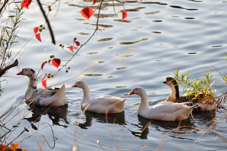 there are three ducks that are in the water