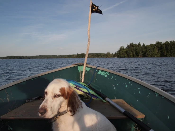 the dog is sitting on a boat in the water