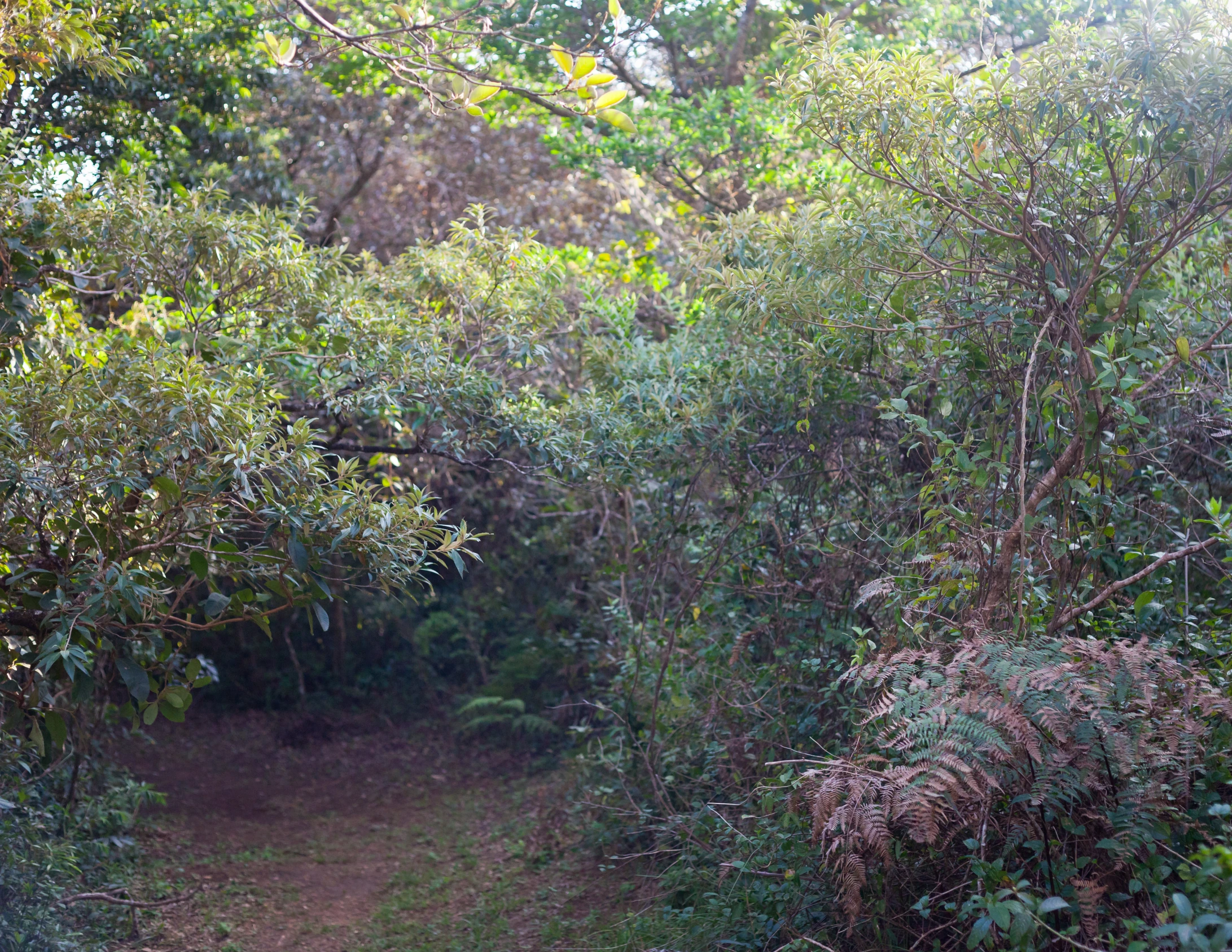 a bear standing on the end of a pathway