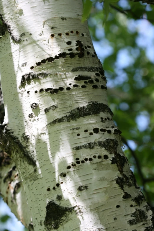 some brown and black spots on a tree
