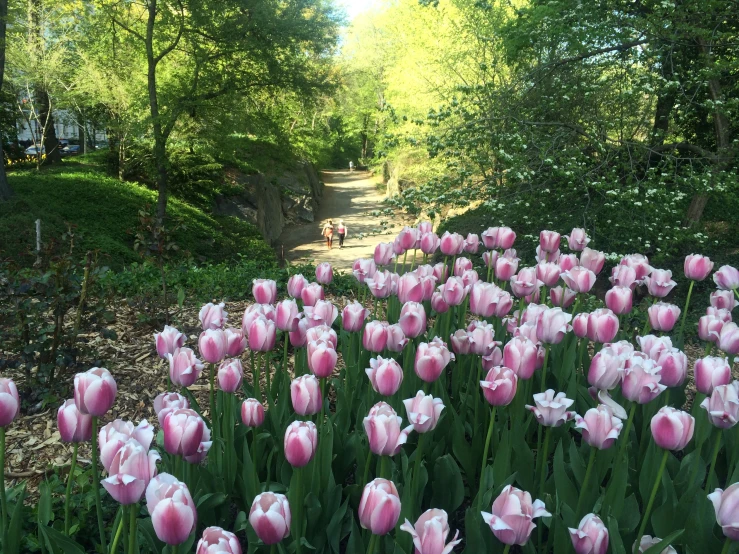 pink and white tulips bloom in a bed near some trees