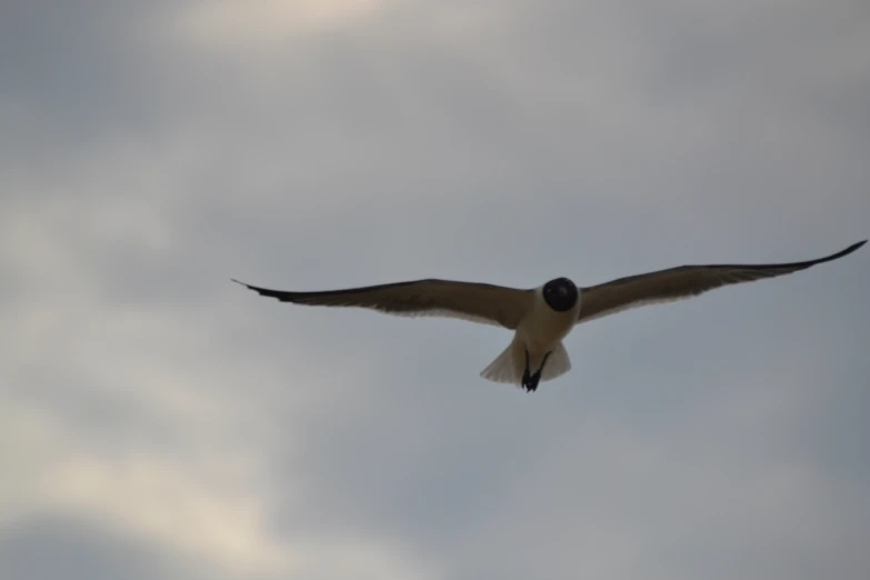 a bird flying in a cloudy sky