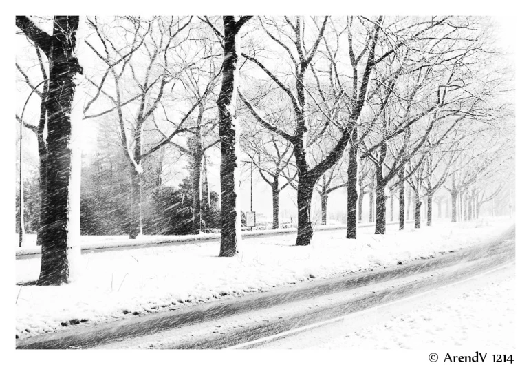 the view of trees and street in the snow