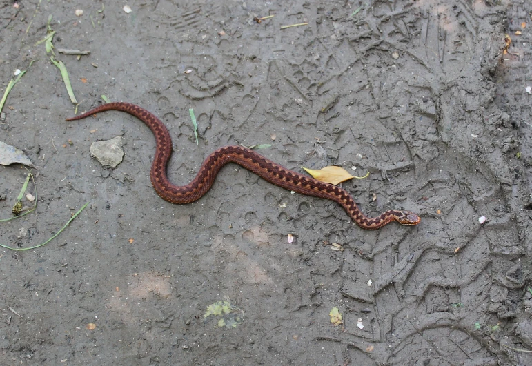 a brown snake is on the ground by itself