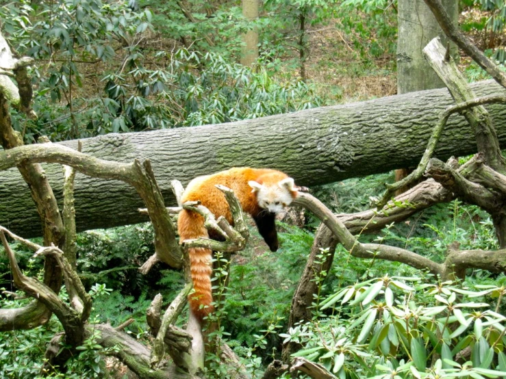 a red tiger walking on a fallen tree