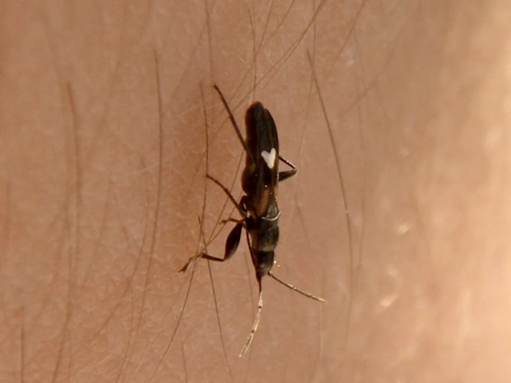 a close up of a mosquito on a person's skin