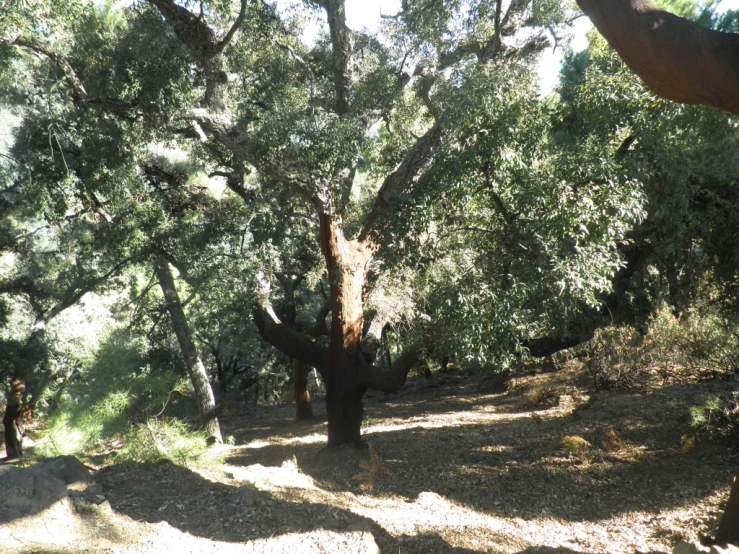 the trees on a mountain are very tall and thick