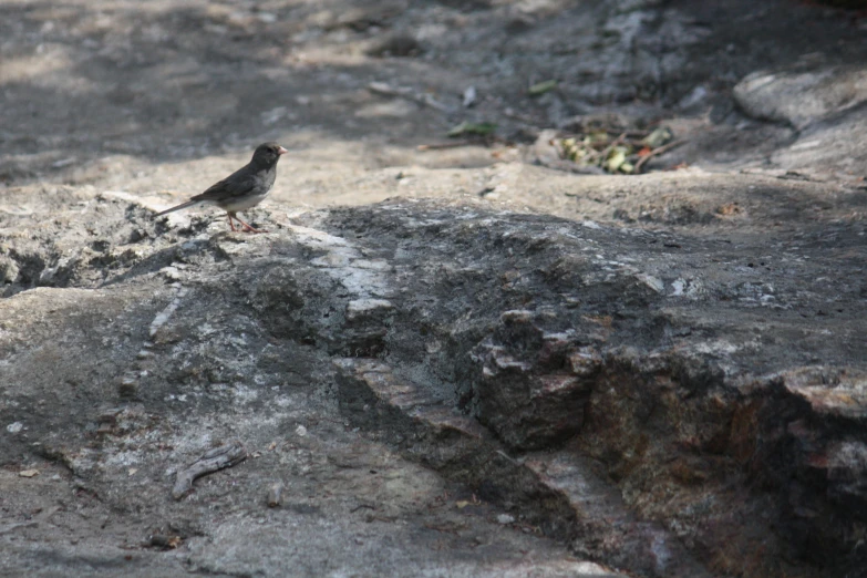 a black bird standing on a rock near grass