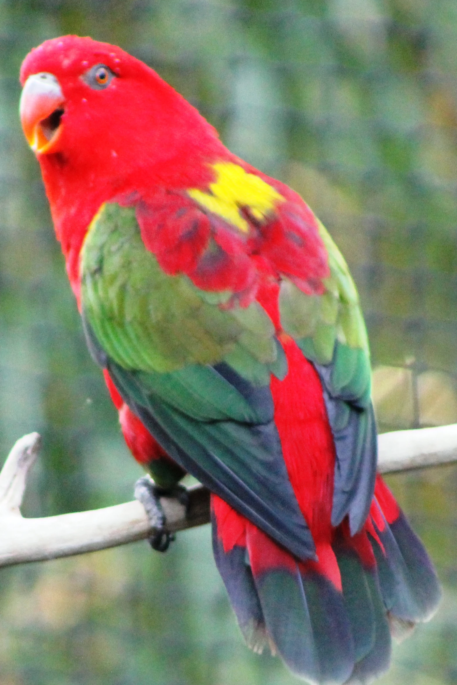 a parrot sitting on a nch with it's eyes open