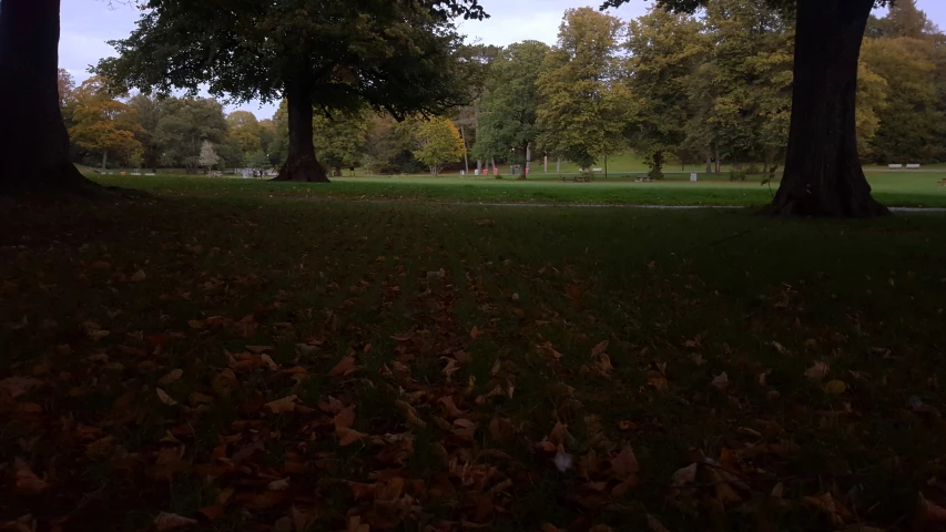 a park with lots of trees in the background