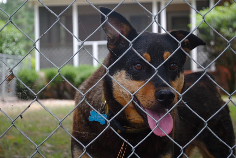 a dog on a leash behind a chain link fence