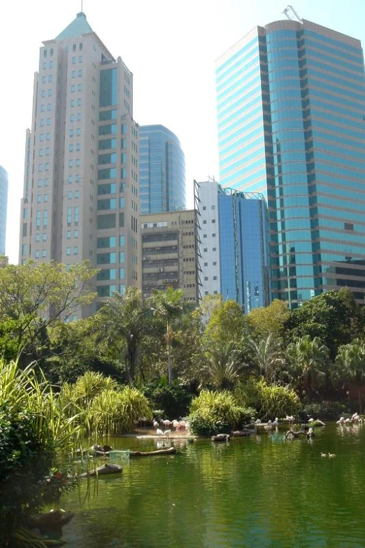 a pond with lots of ducks in it surrounded by tall buildings