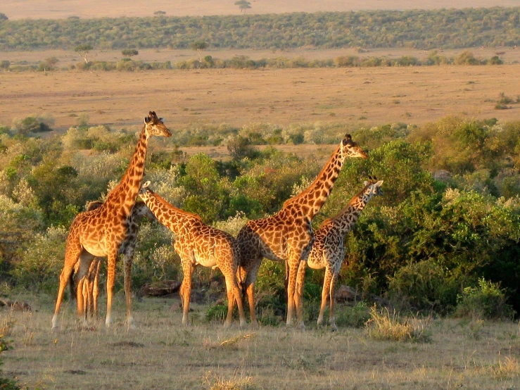 a group of giraffe standing in an open plain