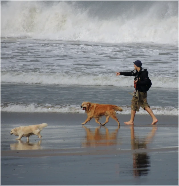 a man on the beach walking two dogs