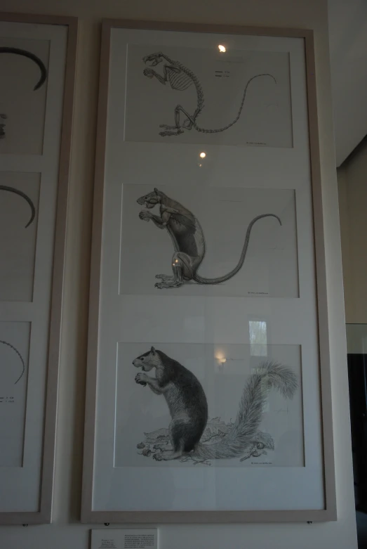 framed animal pictures hang on a wall in a room