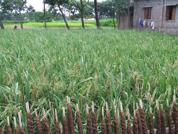 rows of spikes are standing in the grass