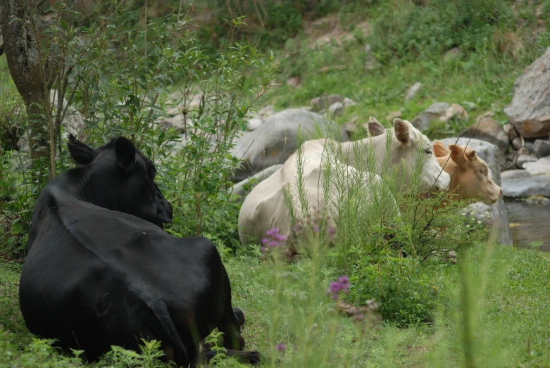 two cows lying down in a field surrounded by rocks