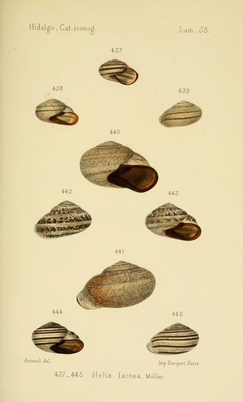 a bunch of different shells are shown with a text below