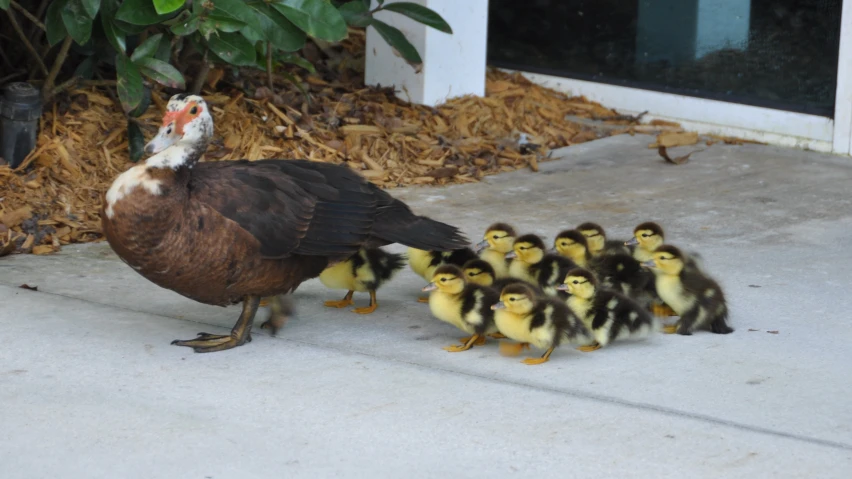 a large duck is standing next to a group of little ducks