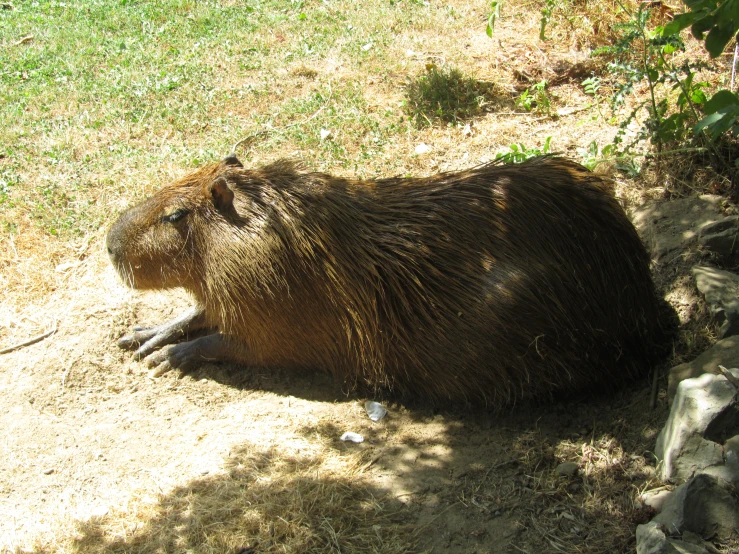 a close up of a brown animal sitting on the ground