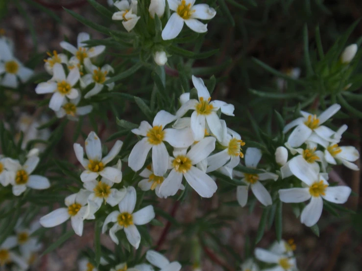 this is some small white flowers on a tree nch