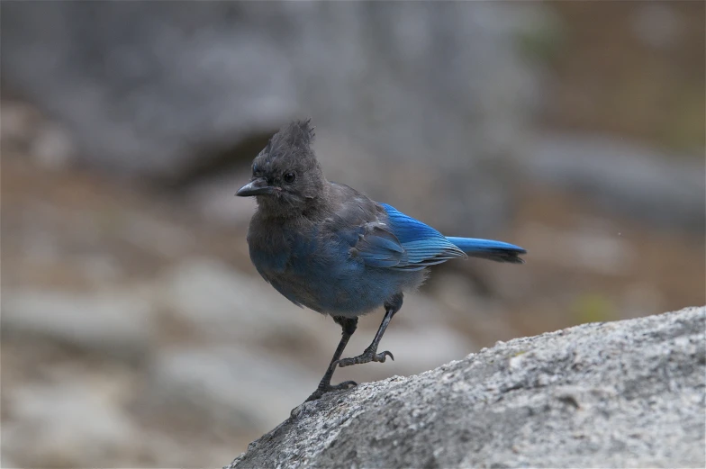 a bird standing on a rock with its mouth open