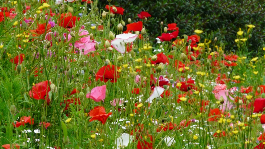 the many different flowers in the field are red