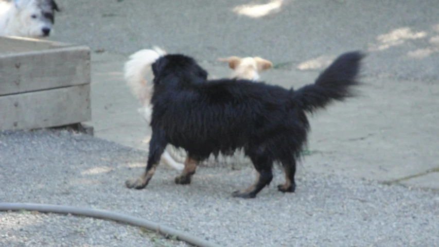 a dog looking at another dog in the back