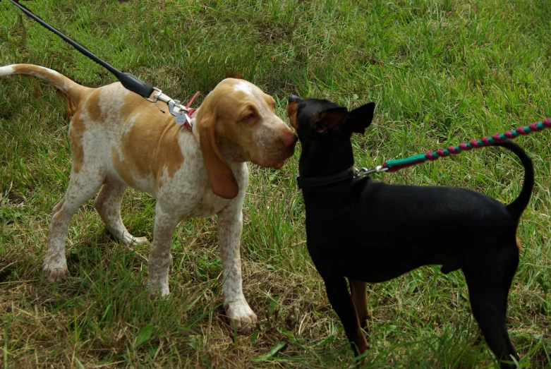 two dogs on leashes being affectionate with each other