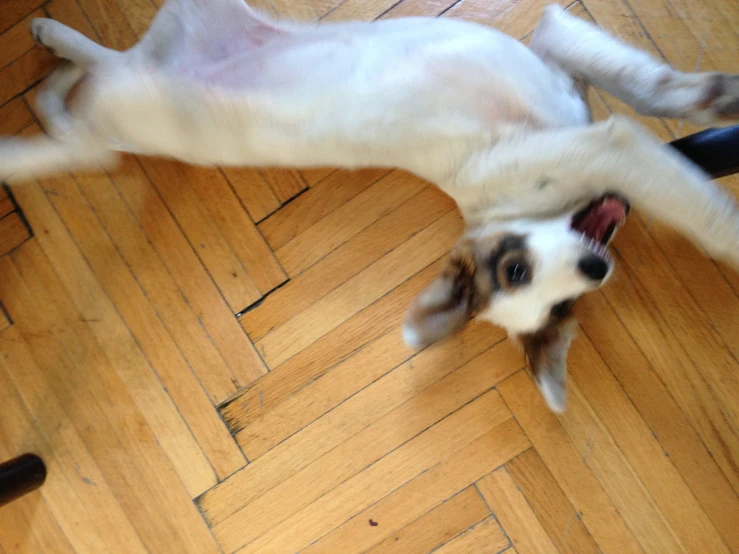 a dog rolling on the wooden floor with its mouth open
